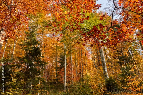 Fototapeta Colorful forest in the fall