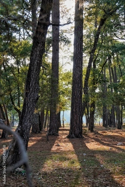 Fototapeta Árboles en un hermoso atardecer, entre la naturaleza. 