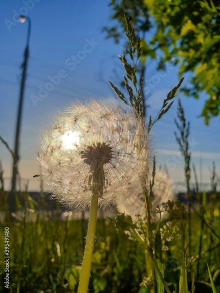 Fototapeta Taraxacum; Dandelion. Ripe seeds on the flower. Fluffy balls in the light of the setting sun.