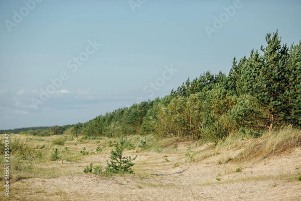 Fototapeta trees in the mountains