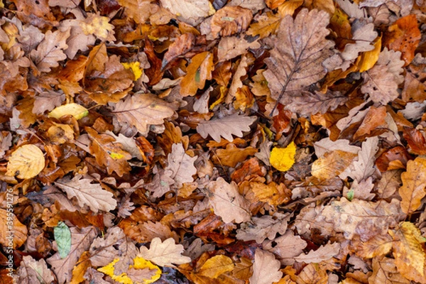 Fototapeta Walkthrough the forest in autumn, Neuwied, Germany