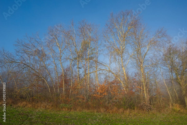 Fototapeta Leafless trees in autumn with a blue sky and grass