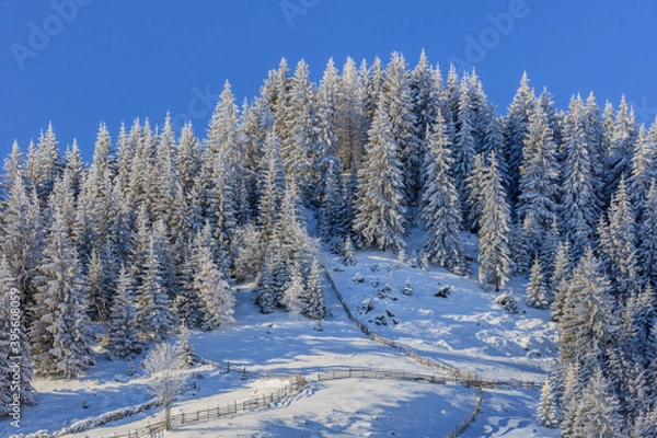 Fototapeta firs in winter