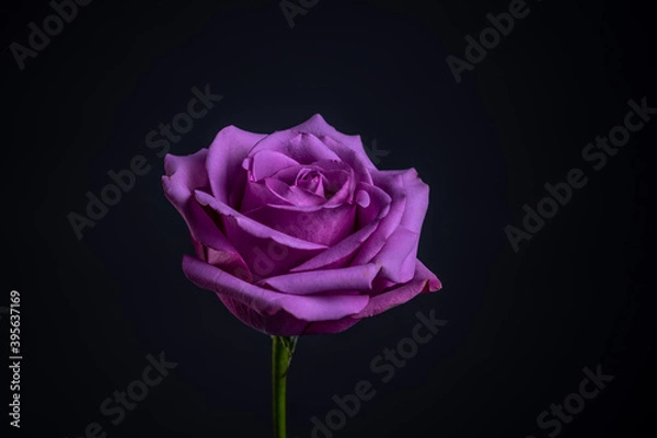 Fototapeta purple rose