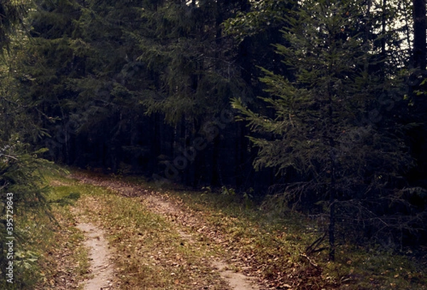 Fototapeta Forest road in autumn