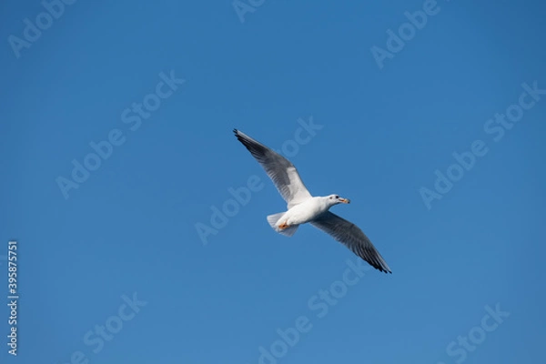 Fototapeta Seagulls Flying High in the Blue Sky