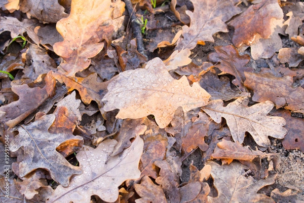 Fototapeta Faded wet oak leaves on the ground. Autumn foliage carpet. Close up of autumn leaves
