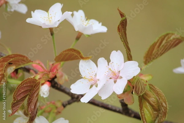 Fototapeta 山桜