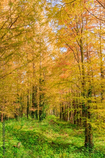 Fototapeta 秋のメタセコイア並木　メタセの杜　福岡県築上町　Autumn Metasequoia Fukuoka-ken Chikujo Town