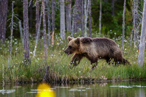 Fototapeta Braunbär (Ursus arctos)