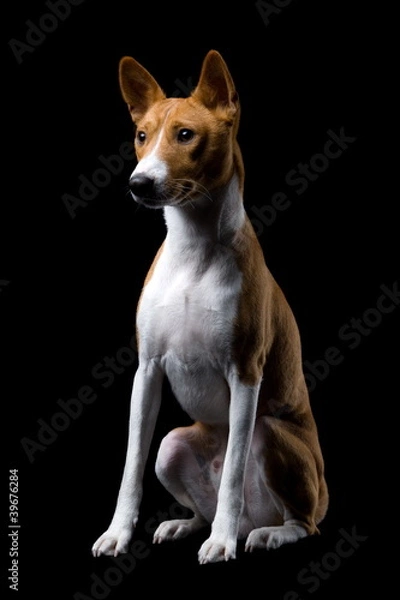 Fototapeta Basenji on the black background