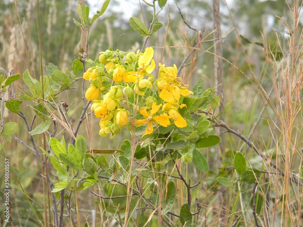 Fototapeta AMARELO FLOR PRIMAVERA PLANTA FOLHA VERDE NATUREZA