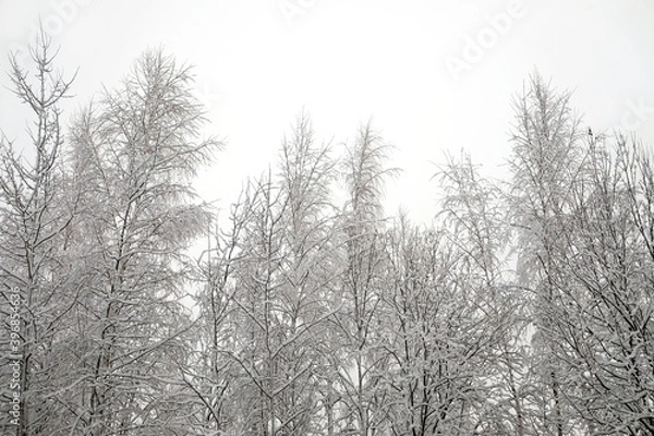 Fototapeta Beautiful landscape with snow-covered tree tops and branches in the forest in the frozen day of winter