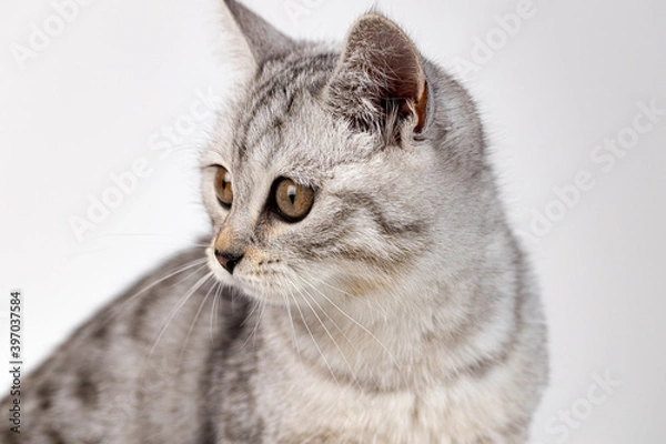 Fototapeta Scottish straight cat tabby on white background