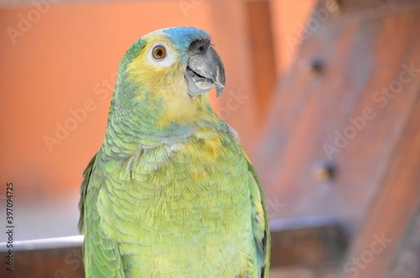 Fototapeta PARROT