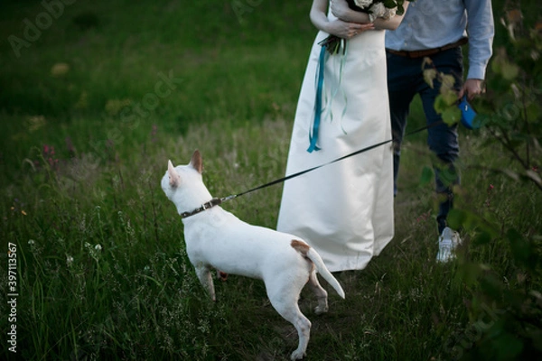 Obraz dog with bride and groom