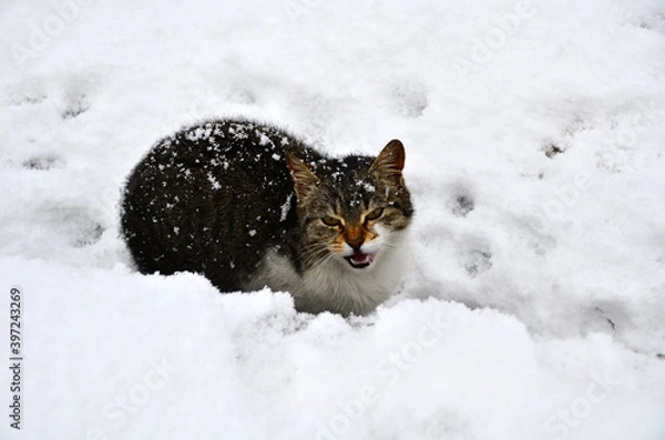 Fototapeta Cat shot under snow during very cold winter.