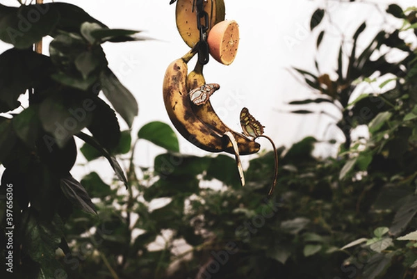 Fototapeta Butterfly perched on a leaf with detailed and beautiful yellow pattern on wings