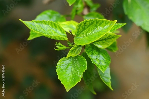 Fototapeta Rain drops on green leaf nature background.