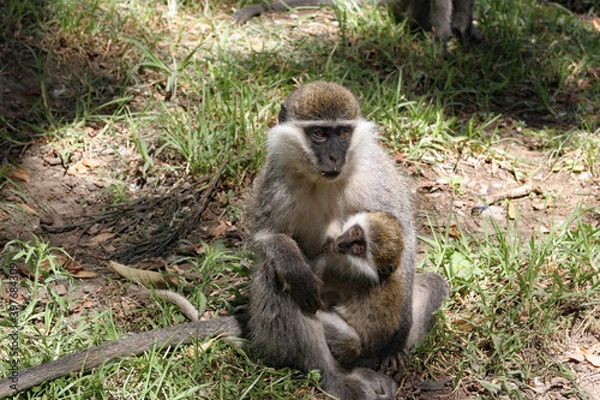 Obraz Monkey with child