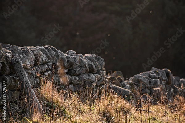 Fototapeta Old and traditional handmade stone wall boundary in a grassy rural field in the warm sunlight.