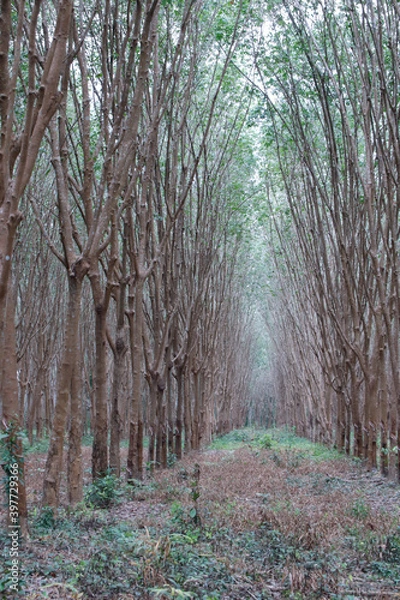 Fototapeta Row of rubber trees in the garden