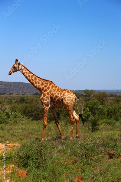 Fototapeta Safari game viewing in Kruger National Park, South Africa