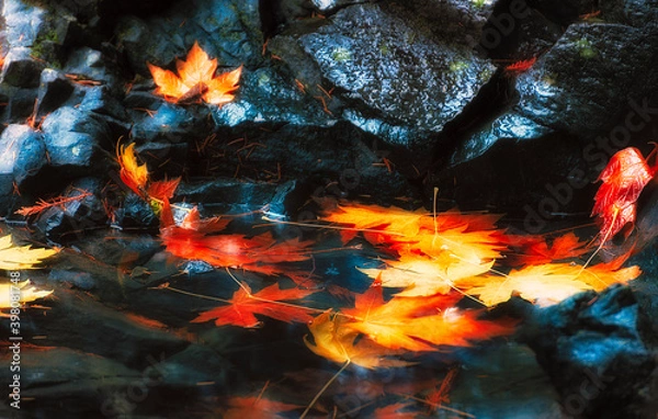 Fototapeta Soft focus Autumn Leaves In a Pool of water