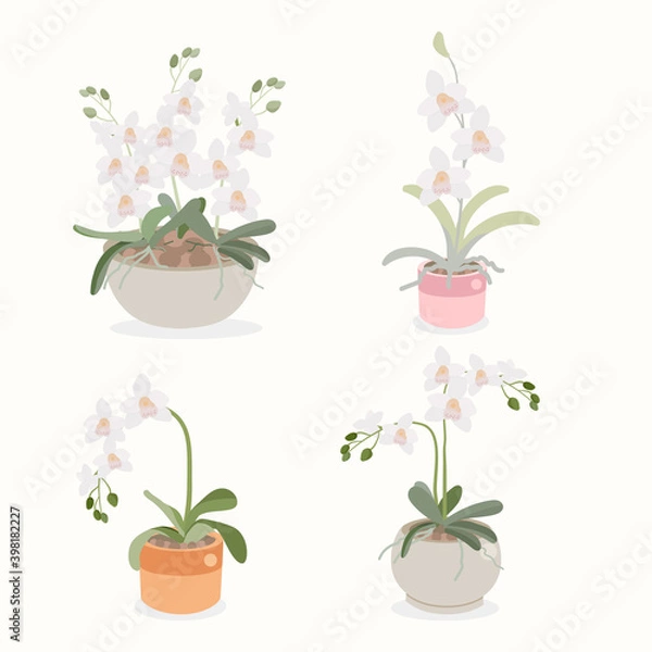 Fototapeta white orchid flower pot plant collection flat style isolated on white background