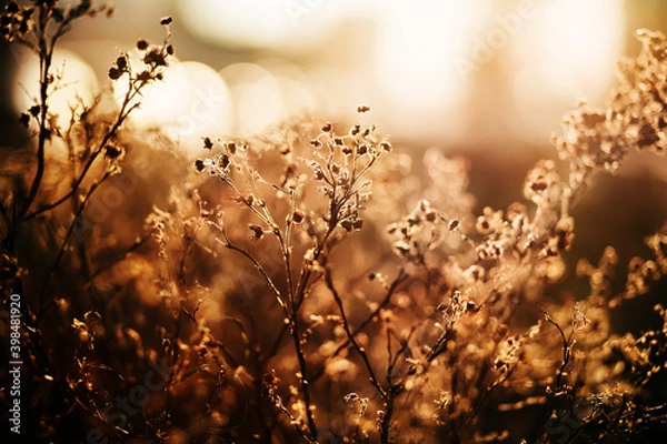 Fototapeta Withered flower buds on thin branches in autumn, illuminated by the bright rays of the warm sunset. Season.