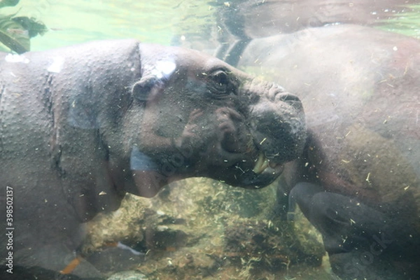 Fototapeta Singapore Zoo :)