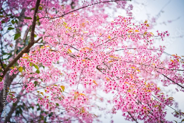 Fototapeta Cherry blossoms ,pink flowers background