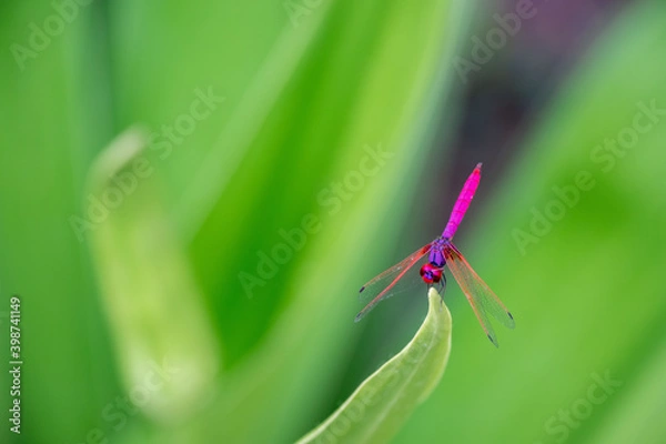 Fototapeta red dragonfly on a leaf