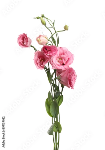 Obraz Beautiful fresh Eustoma flowers isolated on white