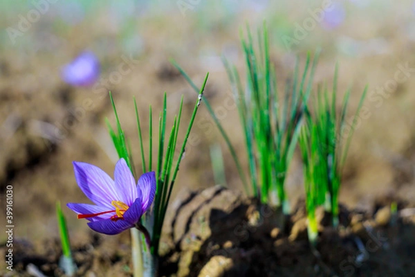 Fototapeta Fresh purple saffron flowers in a field during flowering