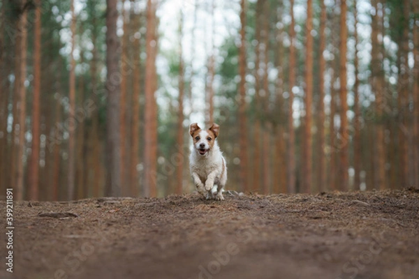 Fototapeta red and white dog runs in a pine forest. little active jack russell plays in nature. 