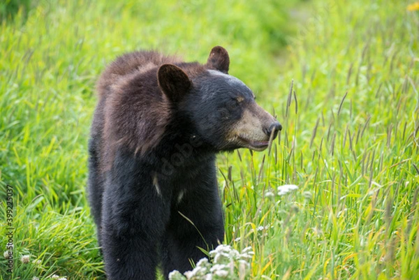 Fototapeta Black Bear in Alaska wilderness. 