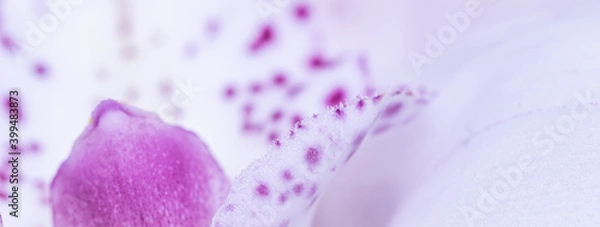 Fototapeta White and violet orchid phalaenopsis flower fragment. Macro floral background