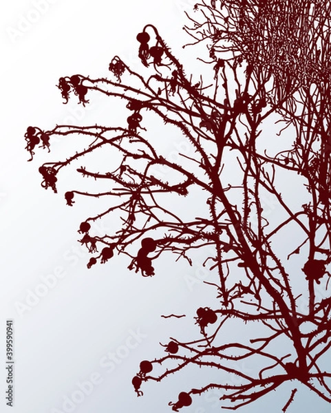 Fototapeta Vector image of silhouettes branches wild rose on snowy lawn on winter frosty day