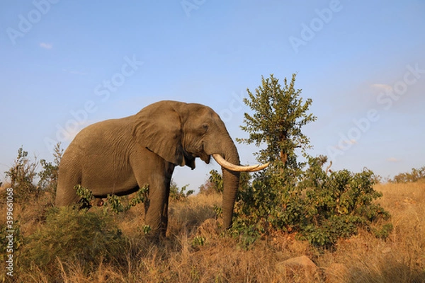 Fototapeta Afrikanischer Elefant / African elephant / Loxodonta africana