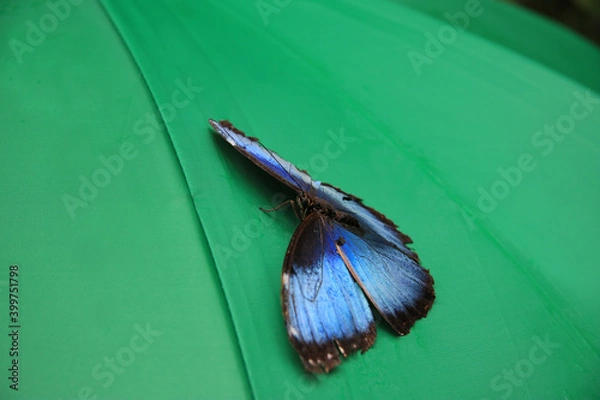 Fototapeta blue morpho sitting on a turquoise umbrella in Costa Rica	