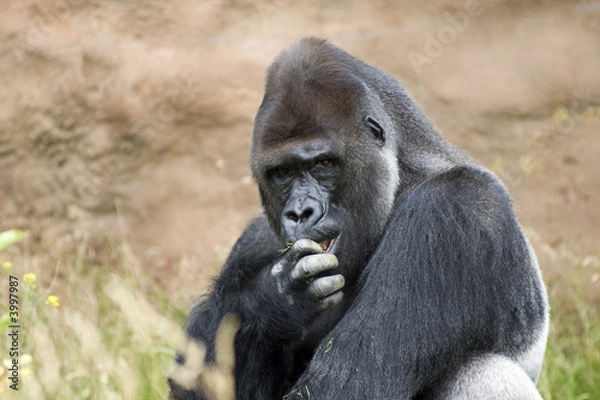 Fototapeta Lowland gorilla