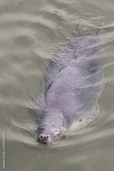 Fototapeta seal