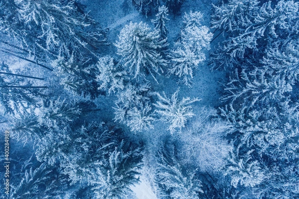 Fototapeta Aerial view of snow covered forest