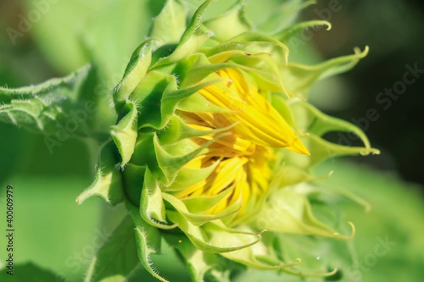 Fototapeta Sunflower flower are blooming in the morning