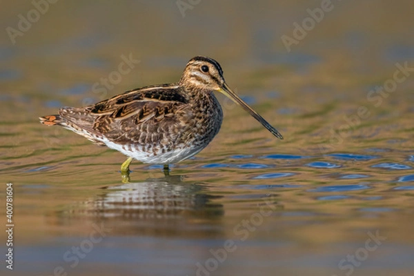 Fototapeta Watersnip; Snipe; Gallinago gallinago