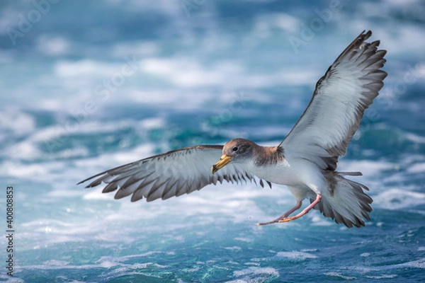 Obraz Scopoli's Pijlstormvogel; Scopoli's Shearwater; Calonectris diomedea diomedea