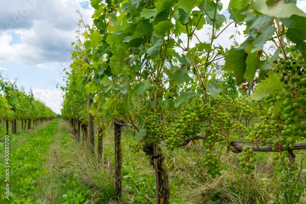 Fototapeta Summertime on Dutch vineyard, young green grapes hanging and ripening on grape plants