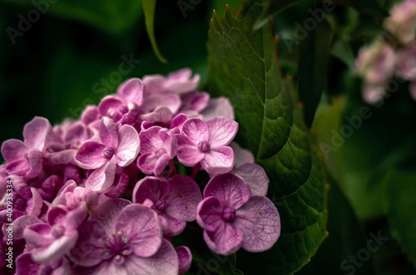 Fototapeta Pink hydrangeas