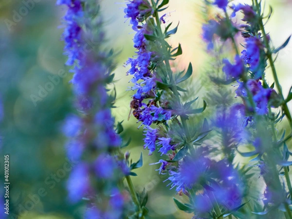 Fototapeta Purple flowers of hyssop (hyssopus officinalis)